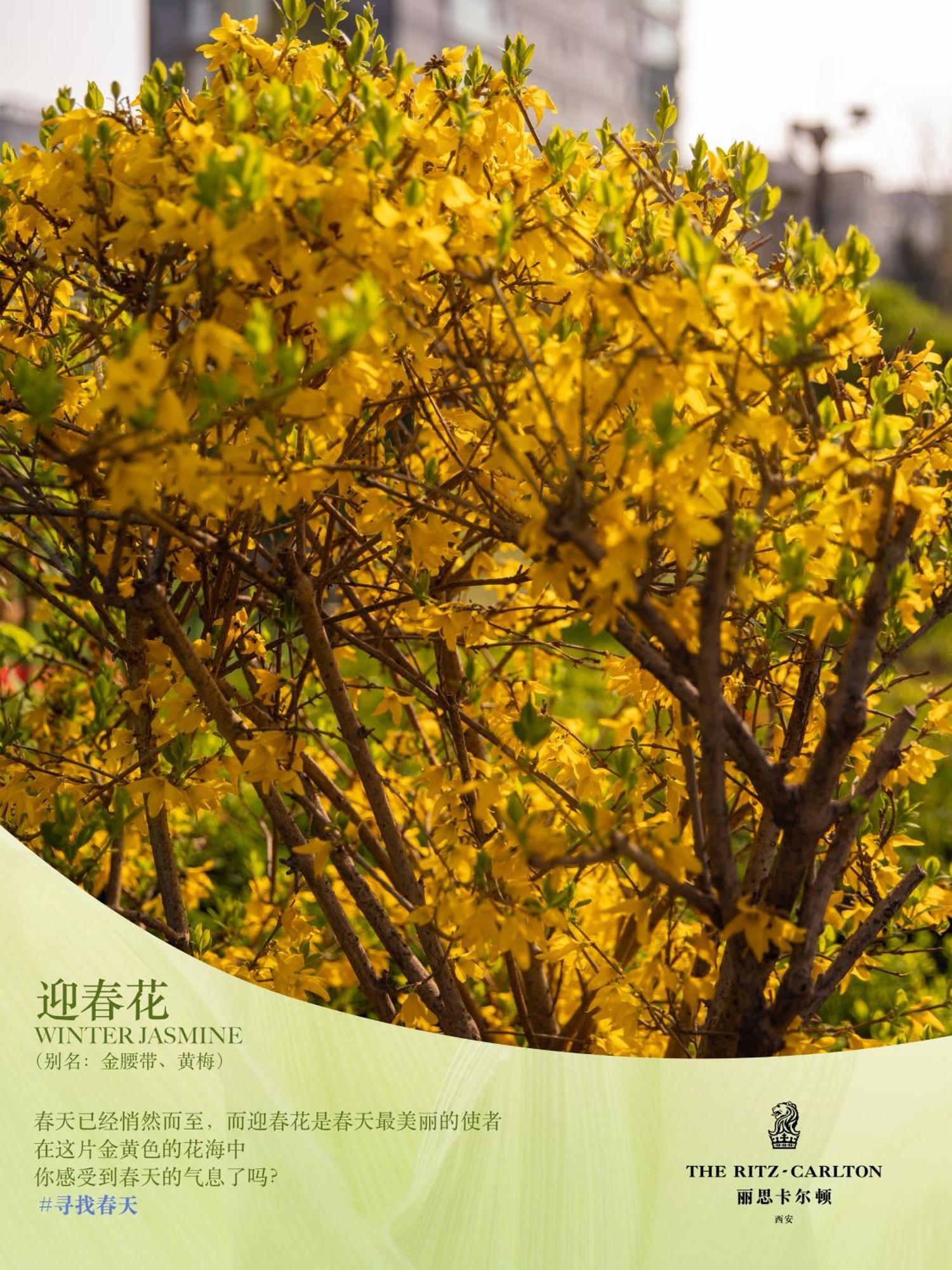 Отель The Ritz-Carlton, Xi'An Сиань Экстерьер фото