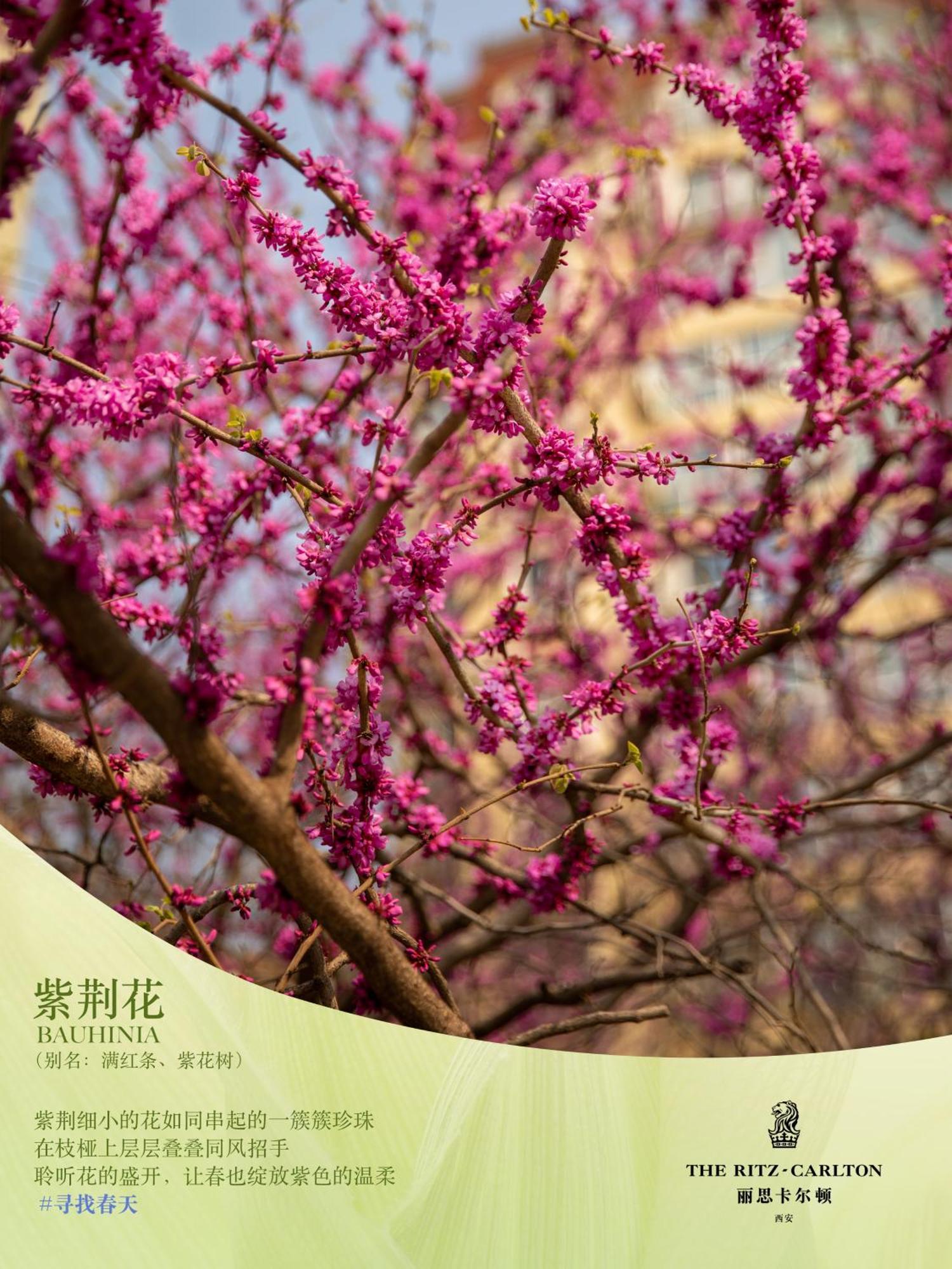 Отель The Ritz-Carlton, Xi'An Сиань Экстерьер фото